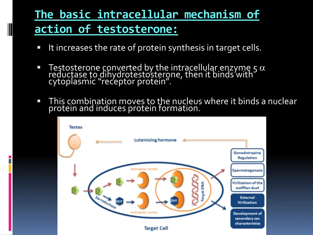 the basic intracellular mechanism of action
