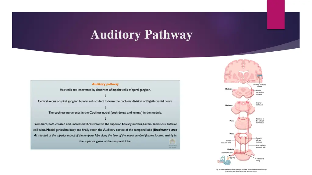 auditory pathway