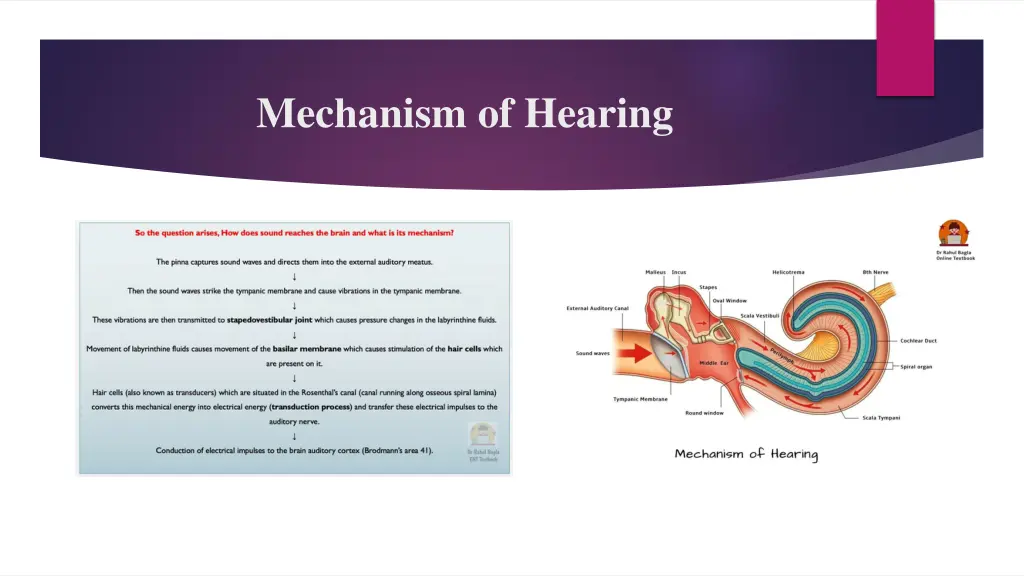 mechanism of hearing