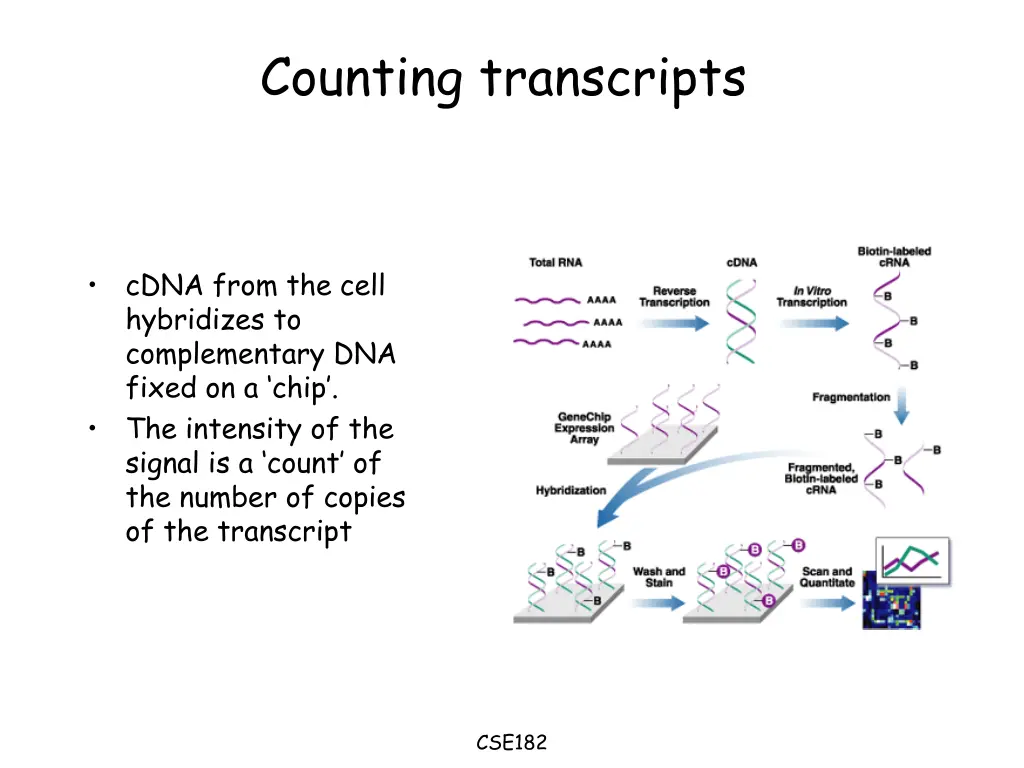counting transcripts