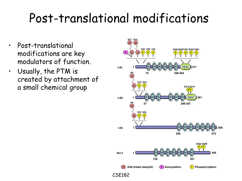 post translational modifications