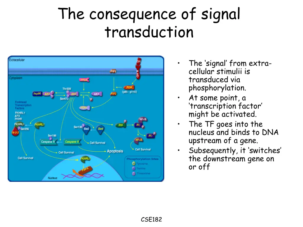the consequence of signal transduction
