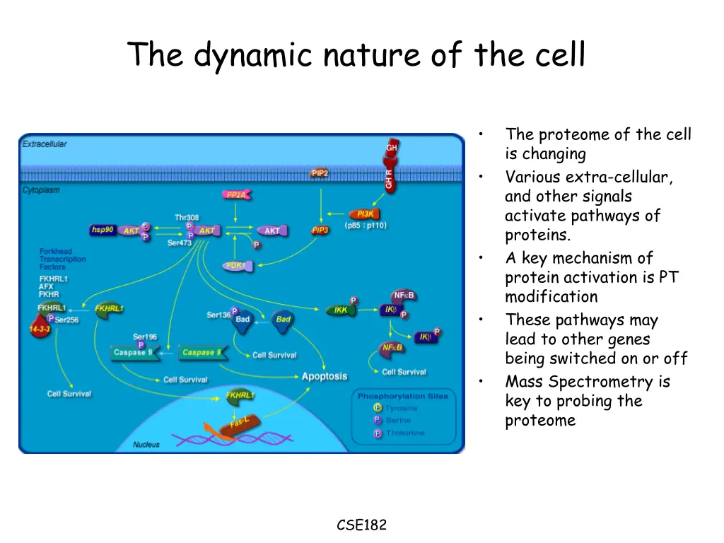 the dynamic nature of the cell