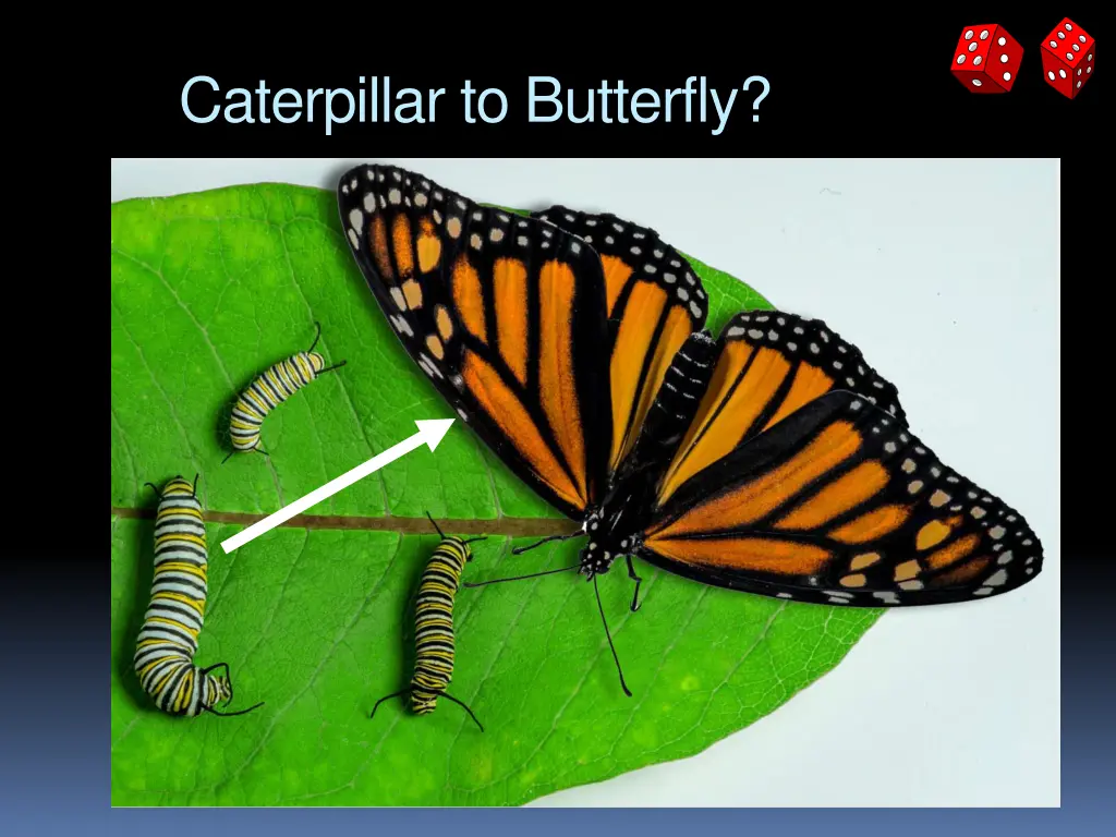 caterpillar to butterfly
