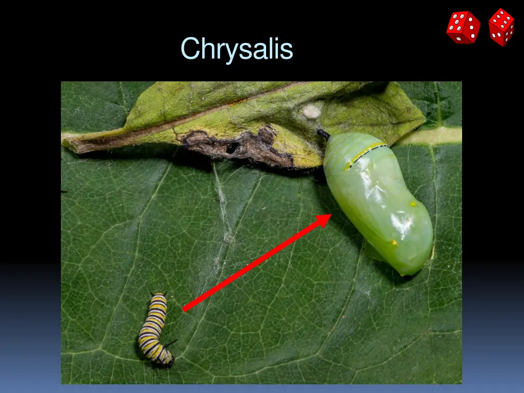 chrysalis