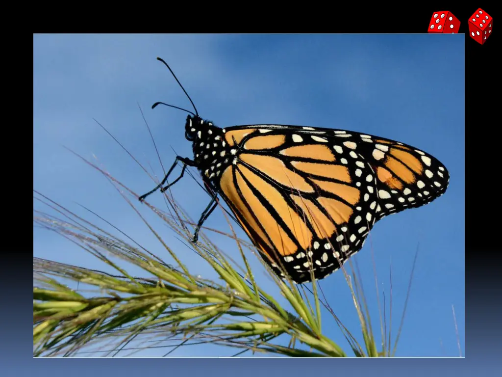 slide8
