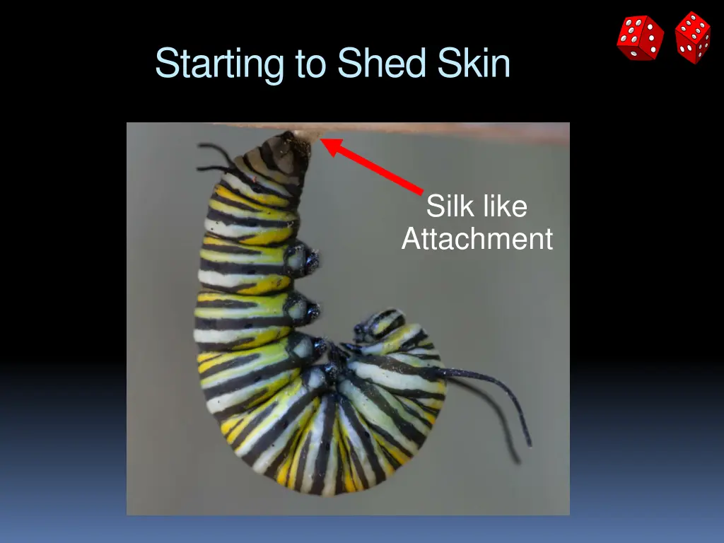 starting to shed skin