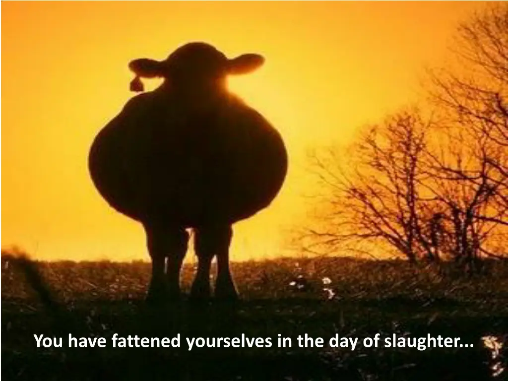 you have fattened yourselves
