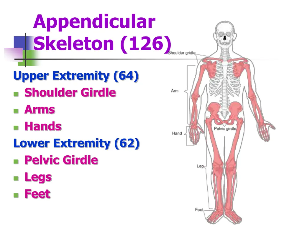 appendicular skeleton 126