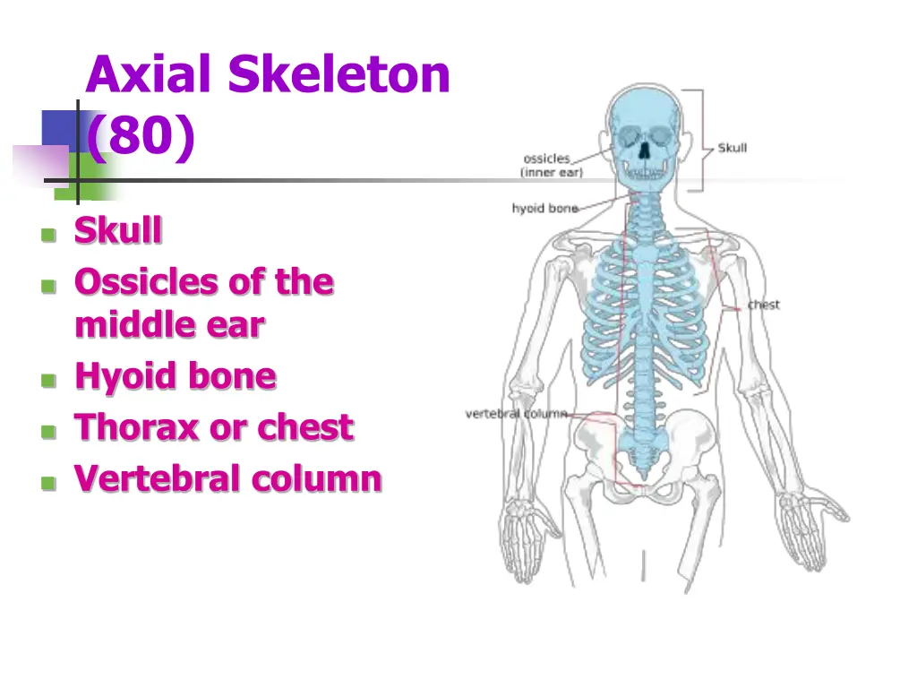 axial skeleton 80