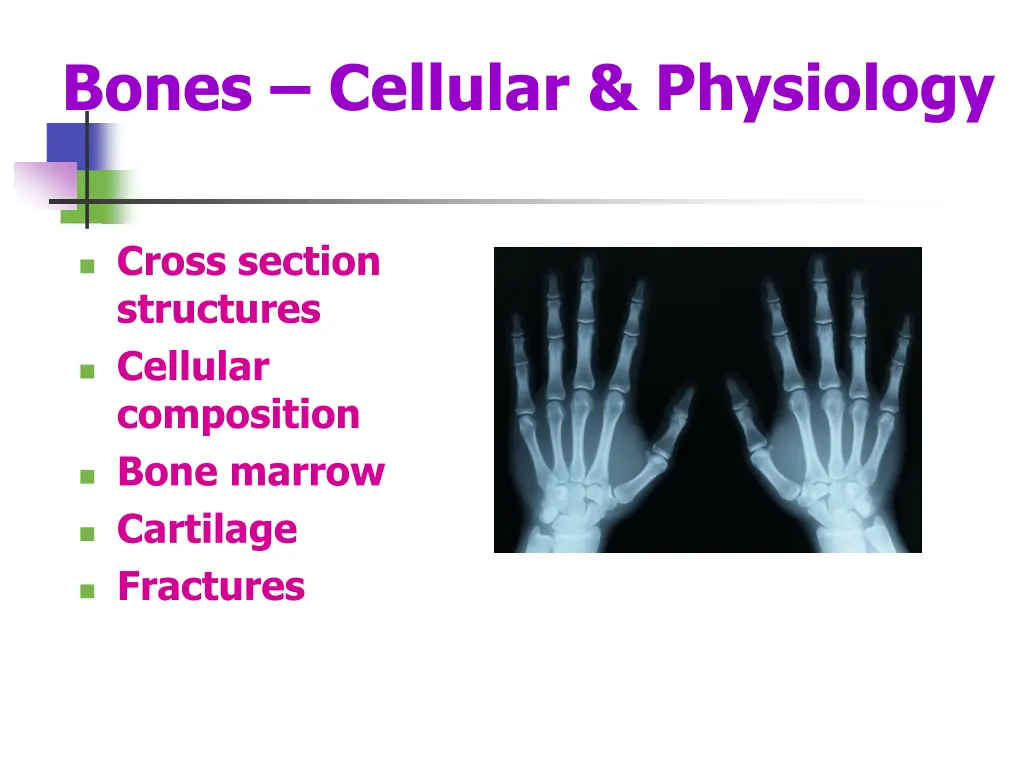 bones cellular physiology