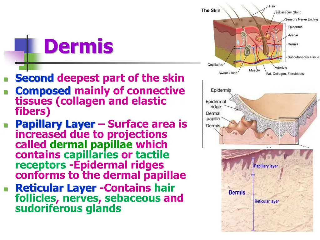 dermis