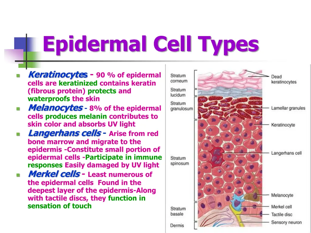 epidermal cell types
