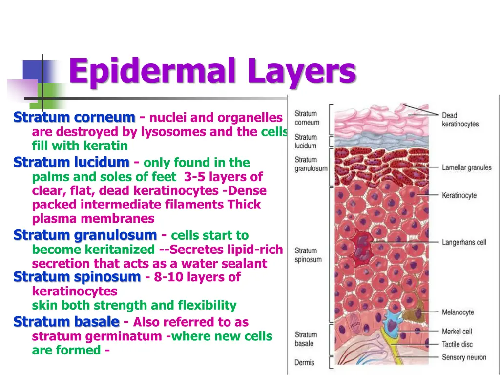 epidermal layers