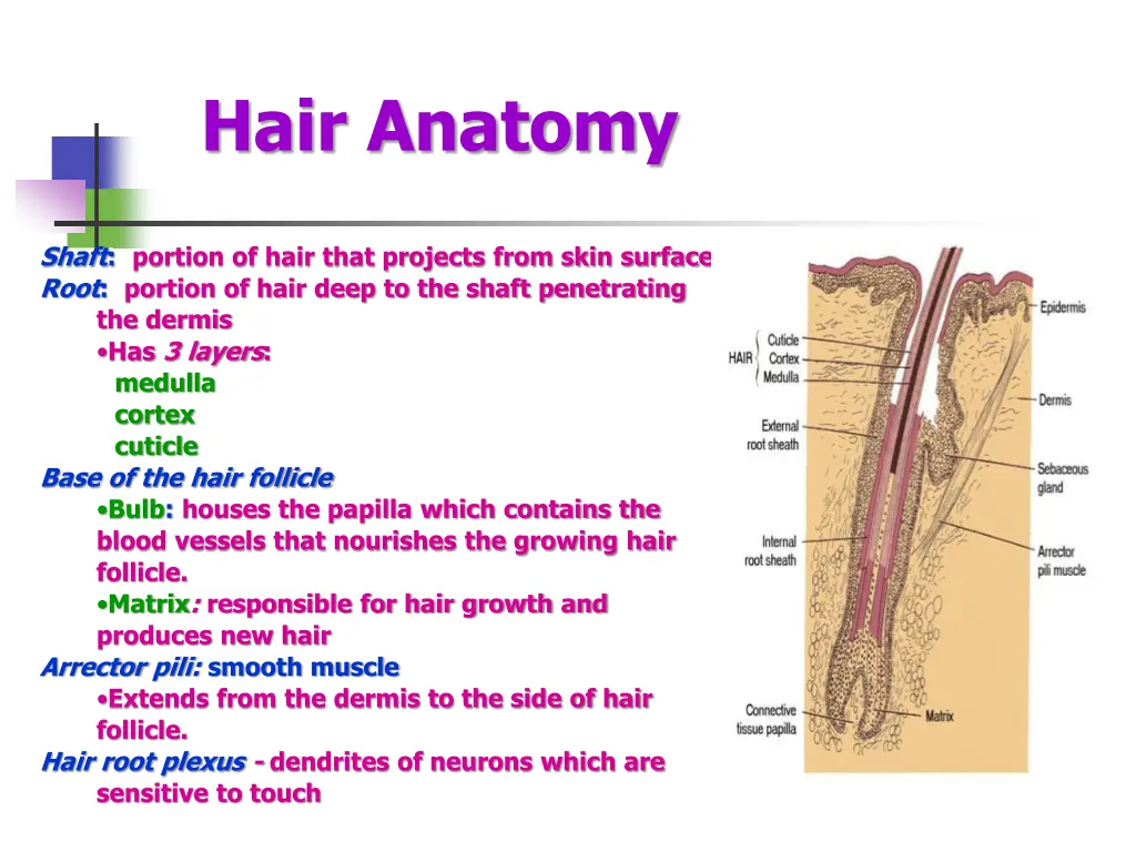 hair anatomy
