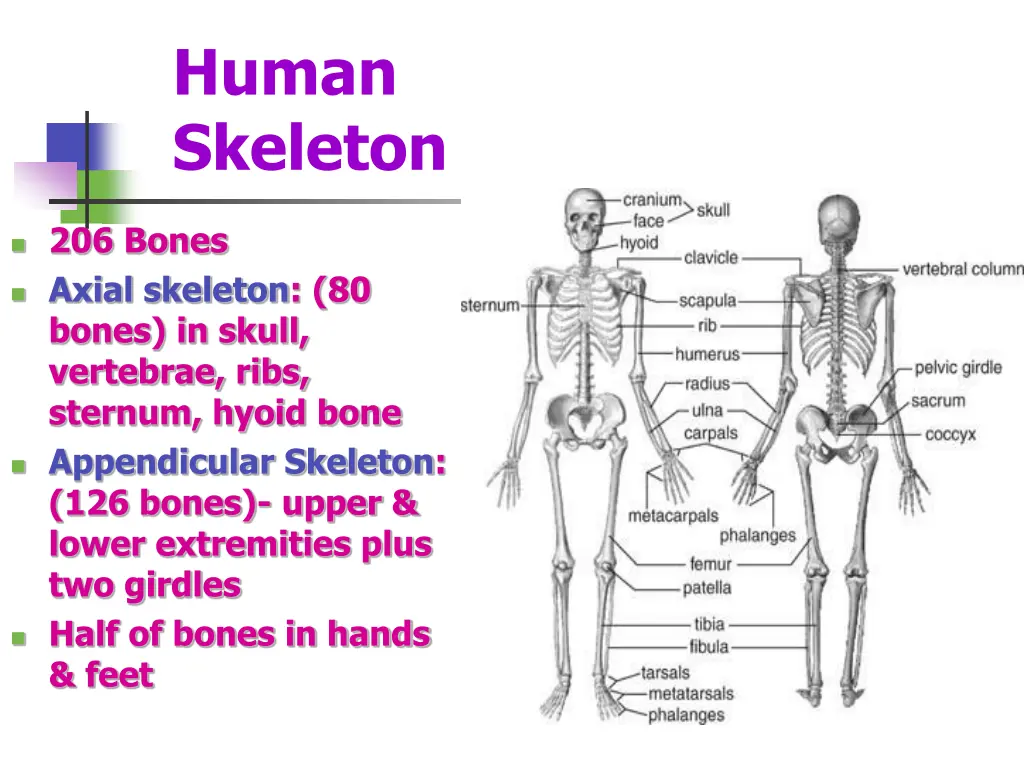 human skeleton