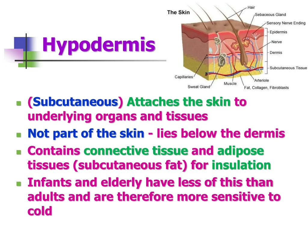 hypodermis