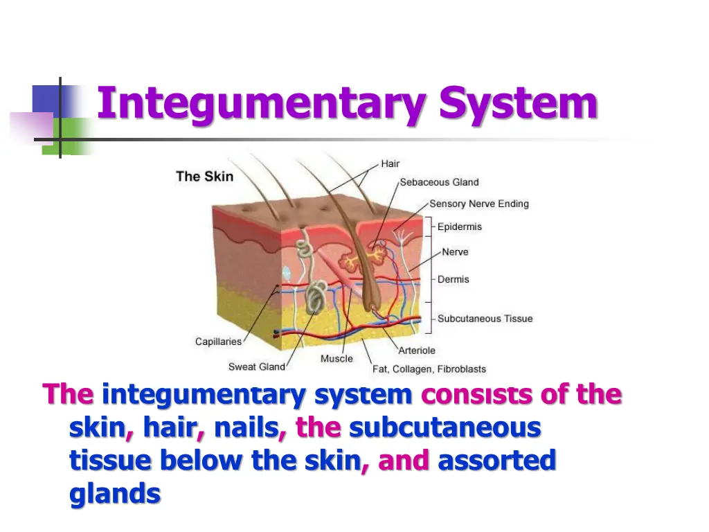integumentary system 1