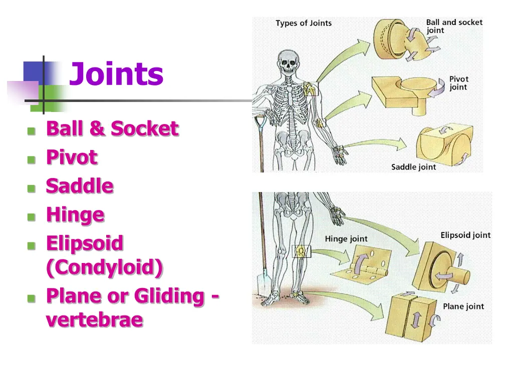 joints