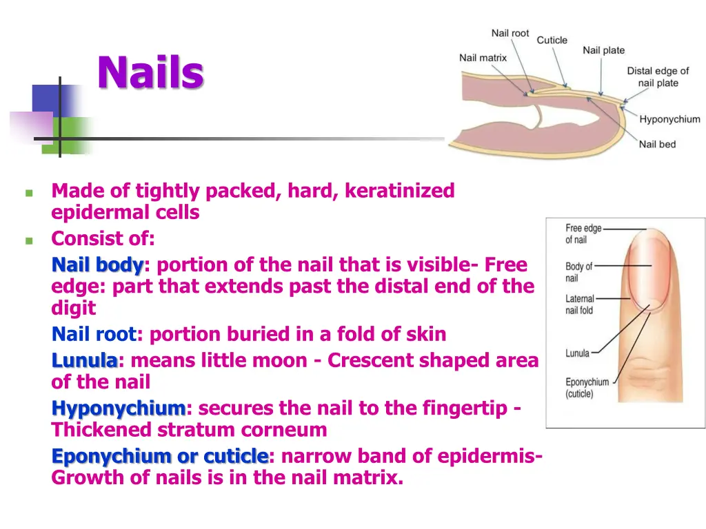 nails