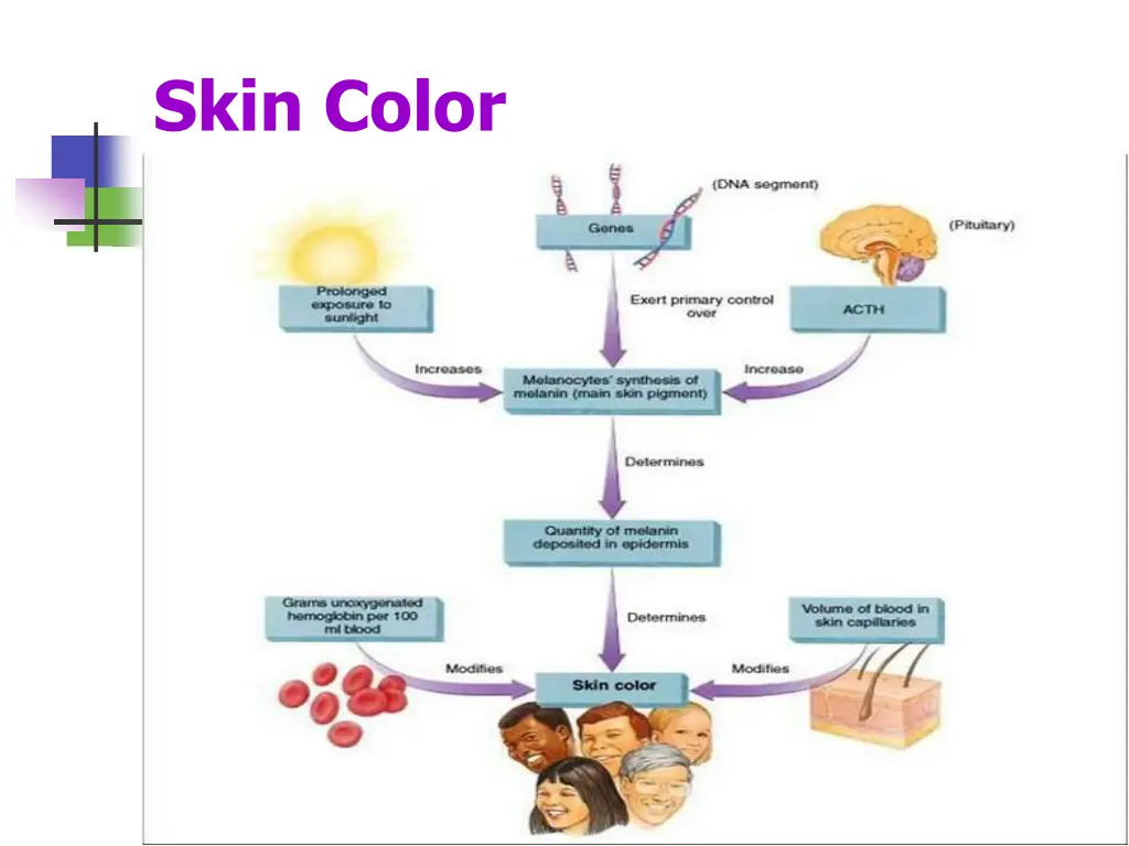 skin color