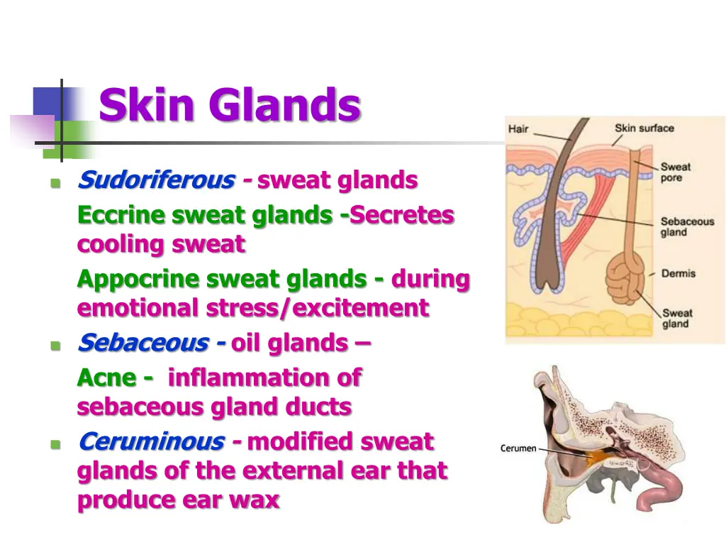 skin glands