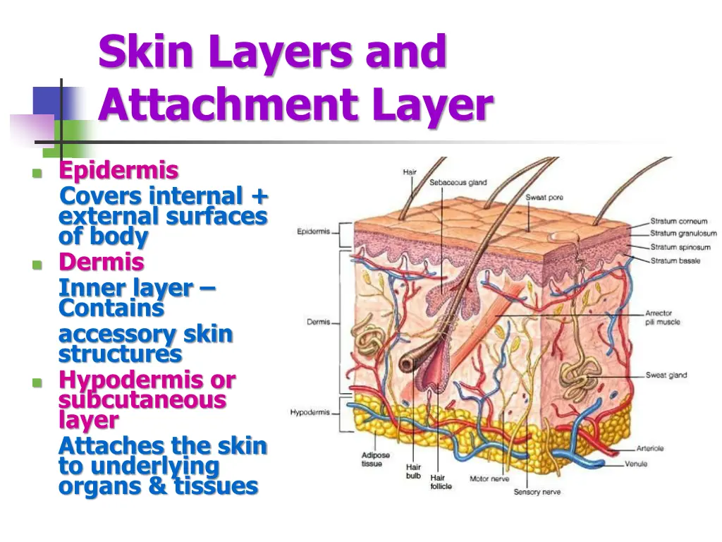 skin layers and attachment layer