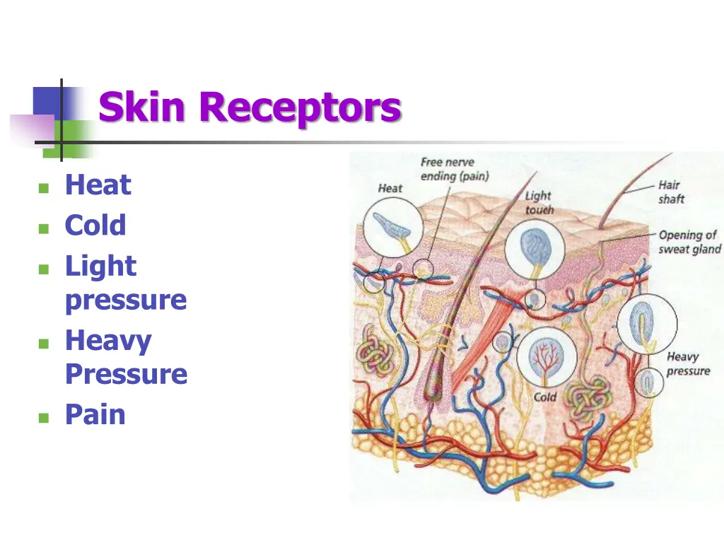 skin receptors