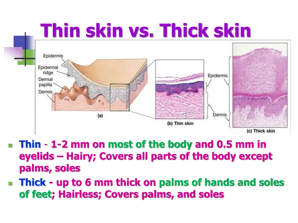 thin skin vs thick skin