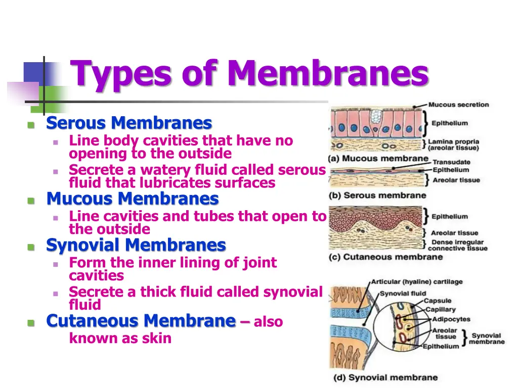 types of membranes