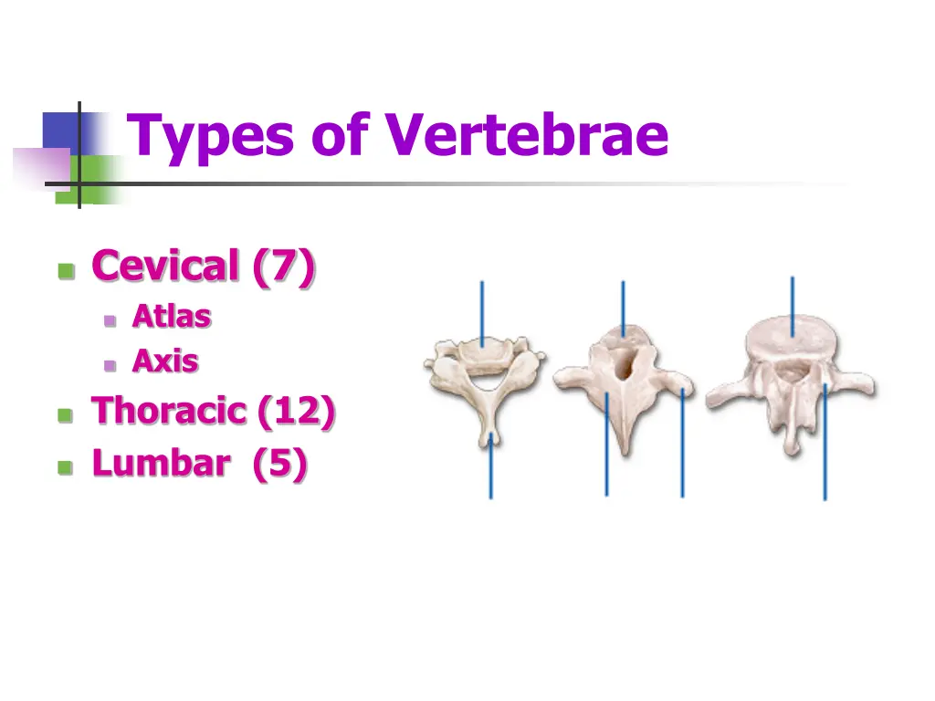 types of vertebrae