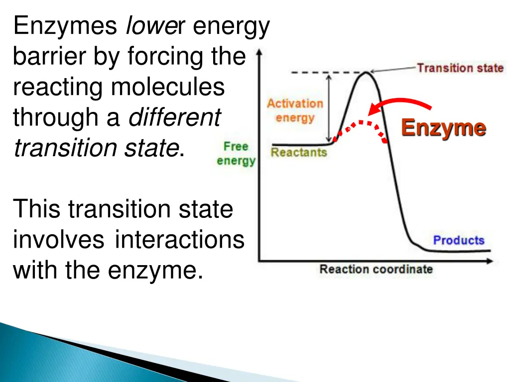 enzymes lowe r energy barrier by forcing
