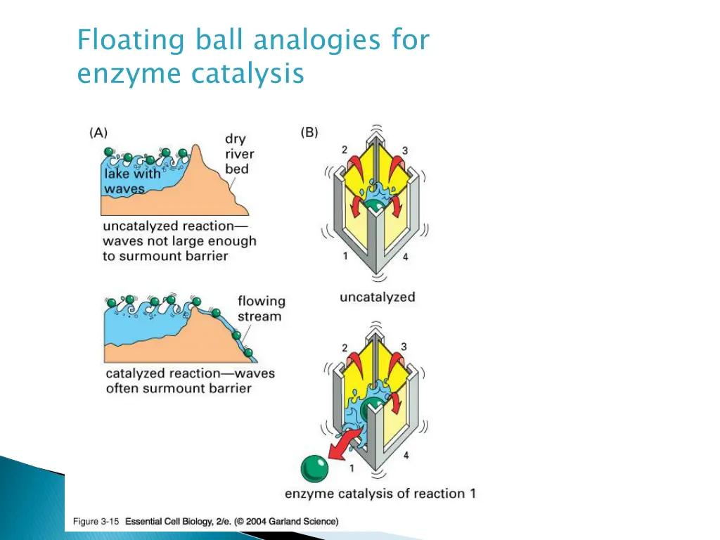 floating ball analogies for enzyme catalysis