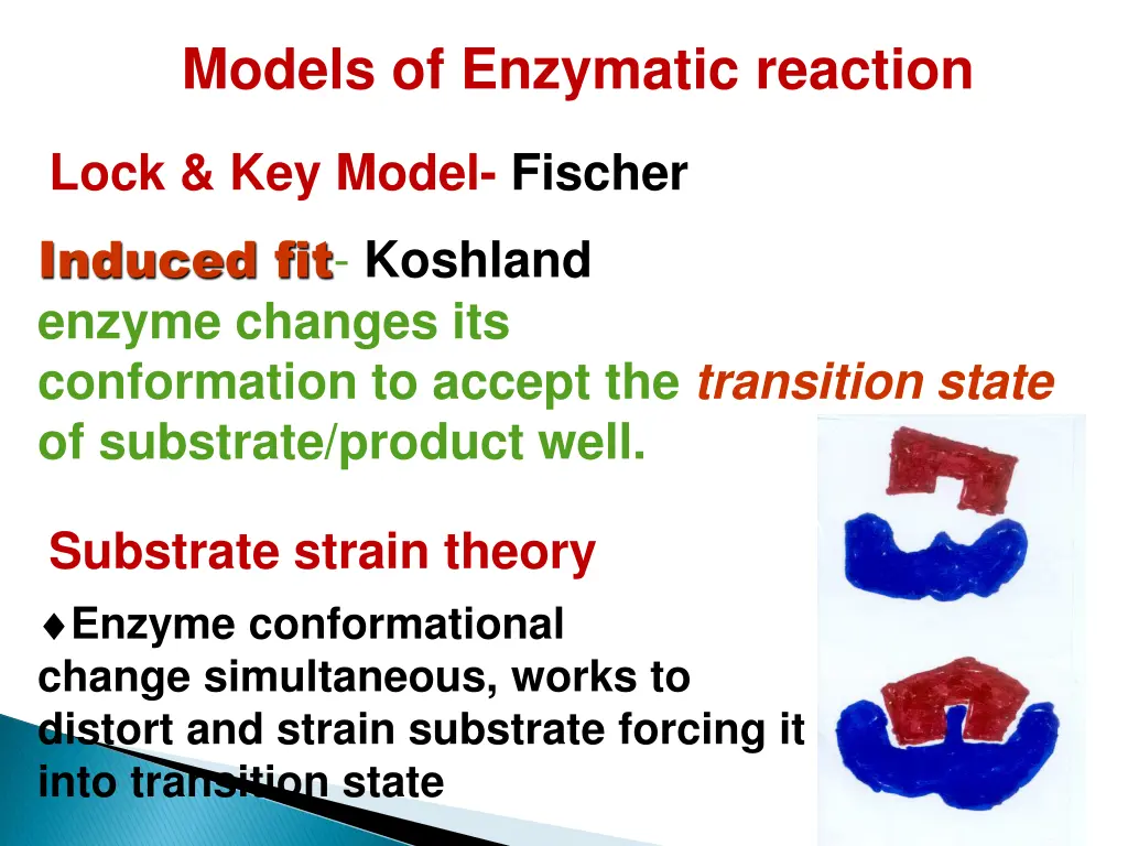 models of enzymatic reaction