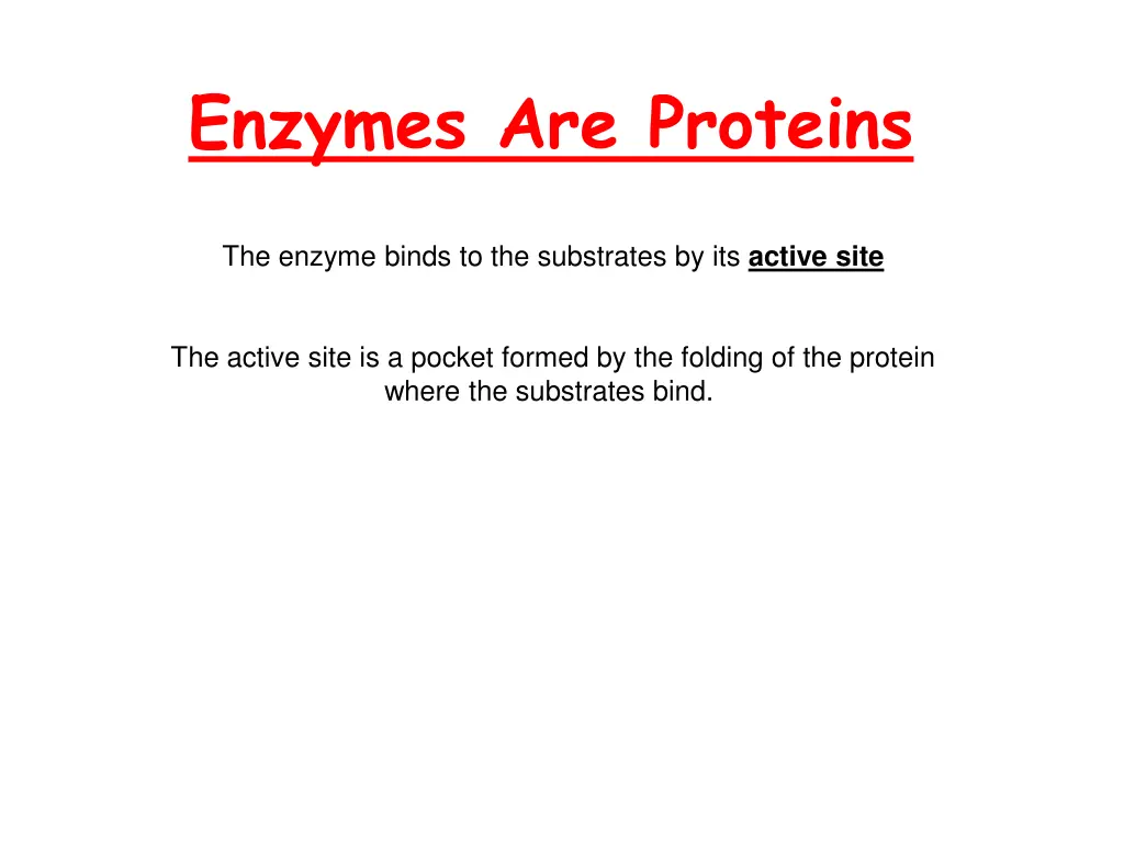 enzymes are proteins
