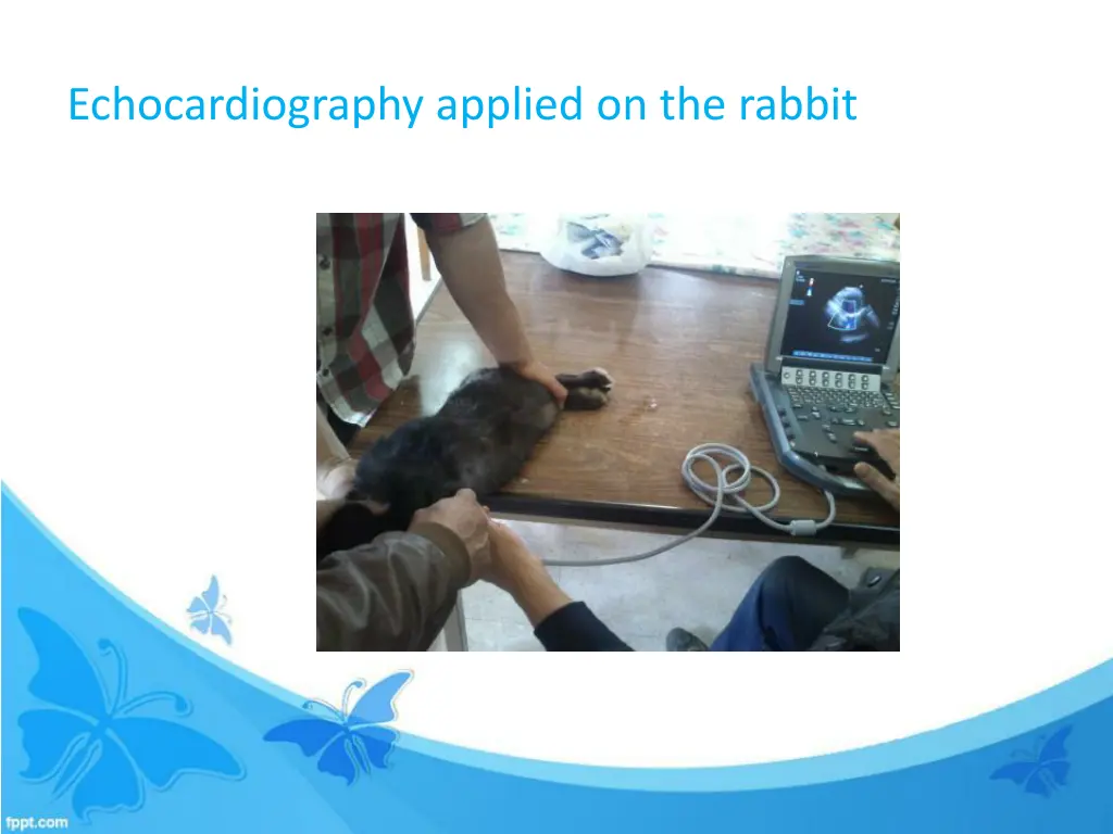 echocardiography applied on the rabbit