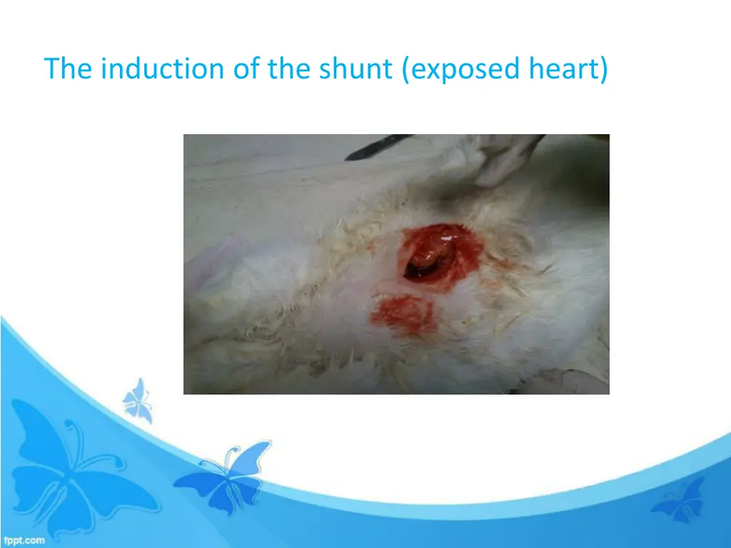 the induction of the shunt exposed heart