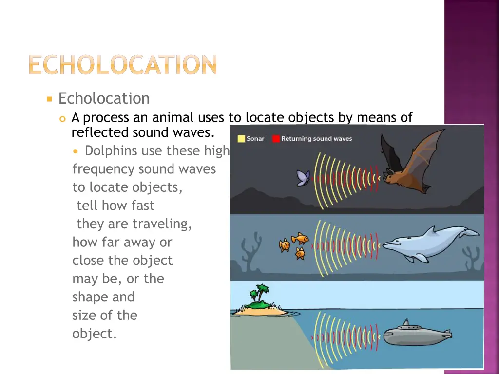 echolocation