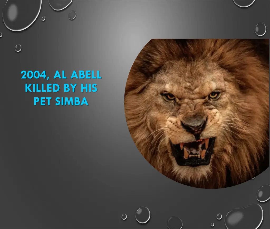 2004 al abell killed by his pet simba