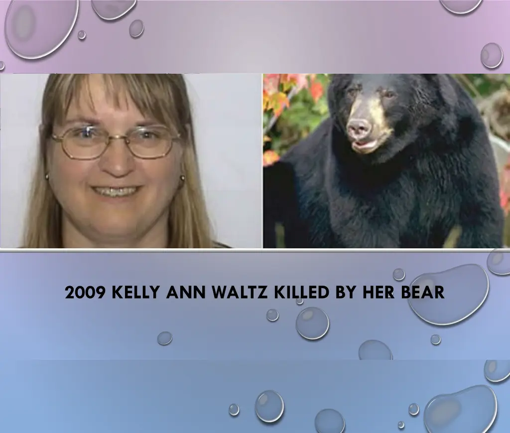 2009 kelly ann waltz killed by her bear