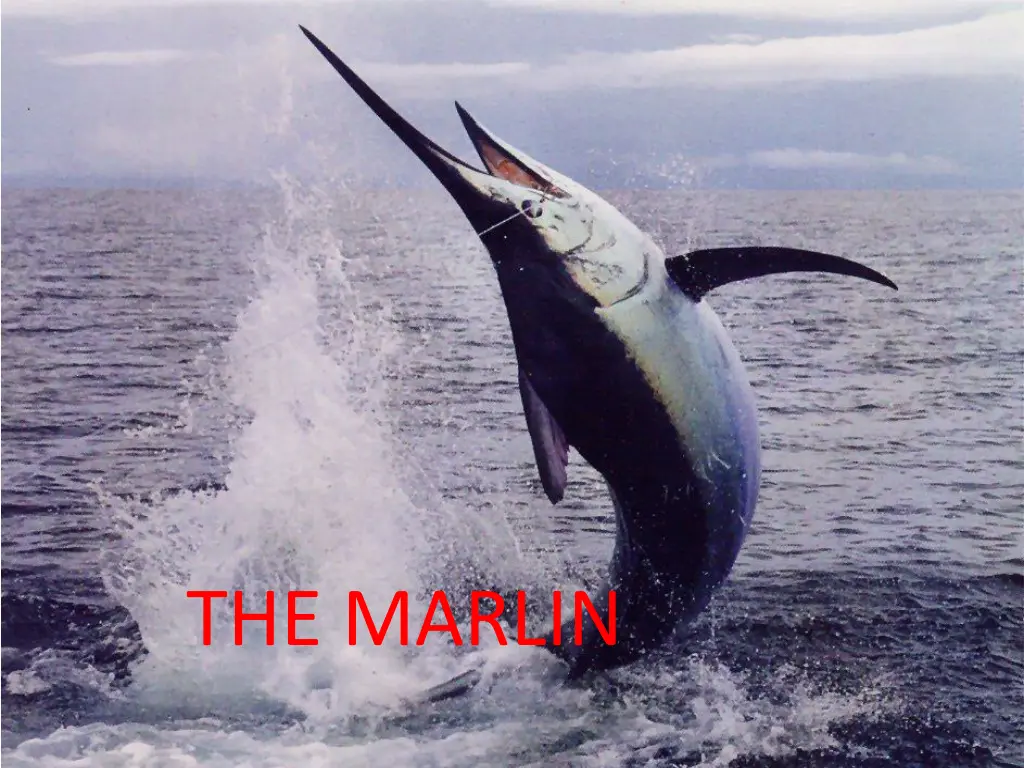 the marlin