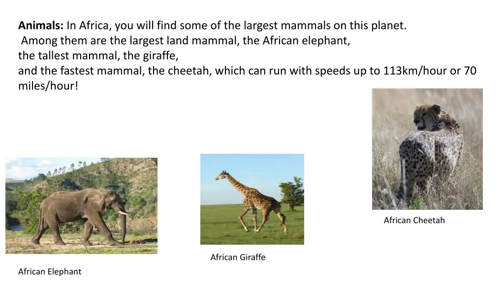 animals in africa you will find some