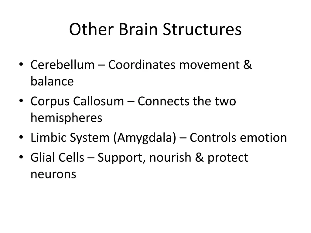 other brain structures 1