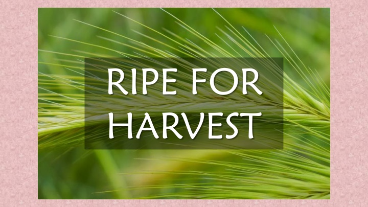 ripe for harvest