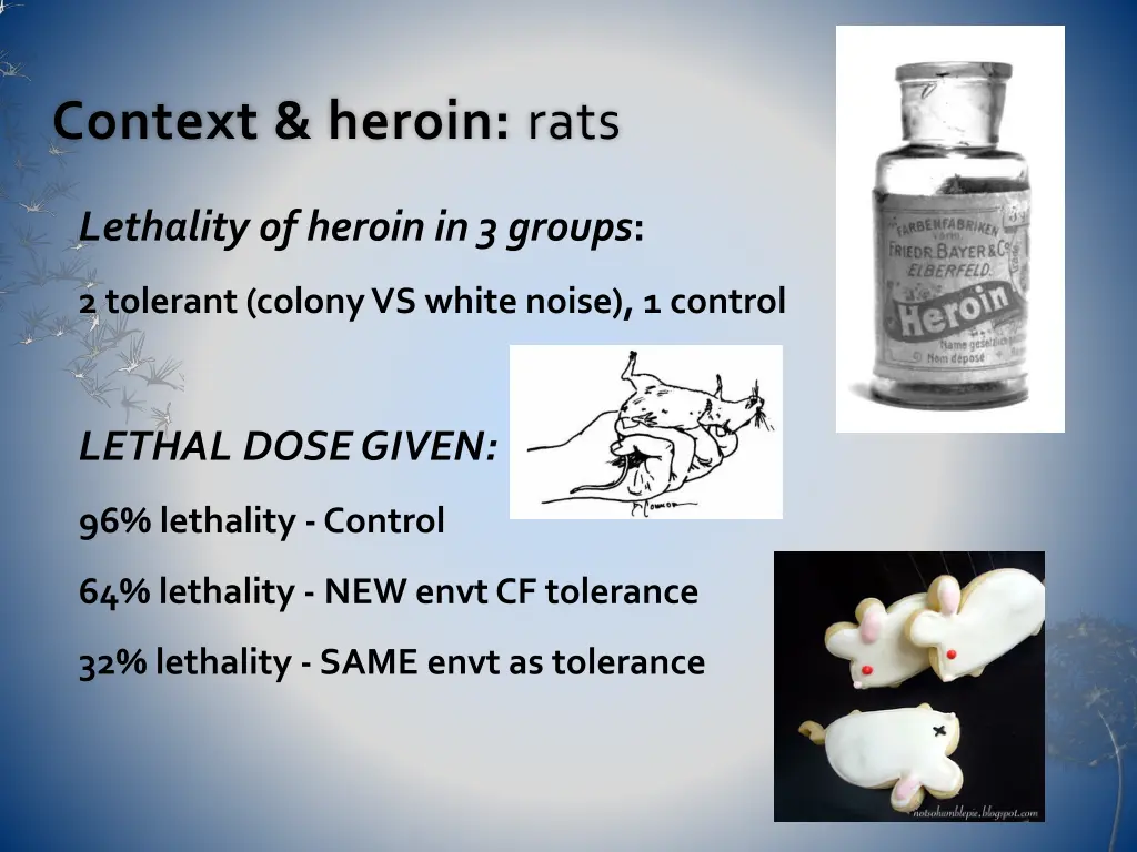 context heroin rats