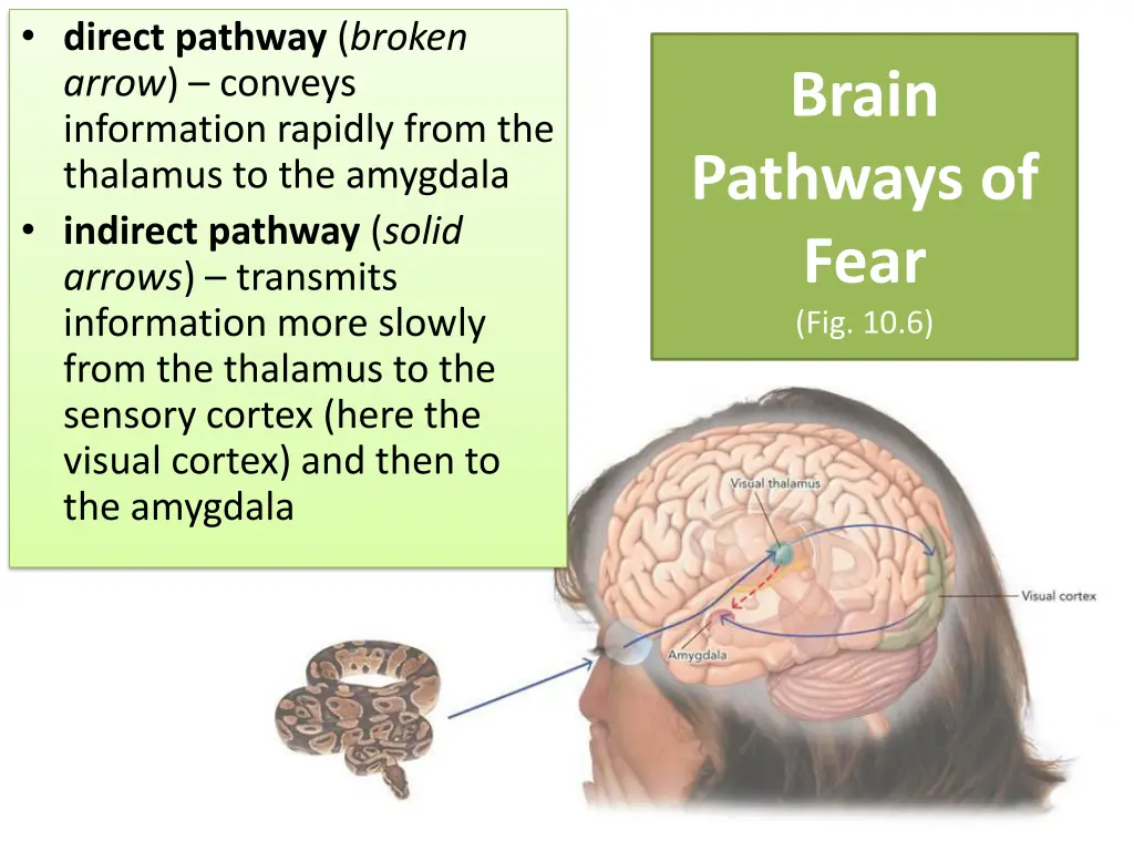 direct pathway broken arrow conveys information
