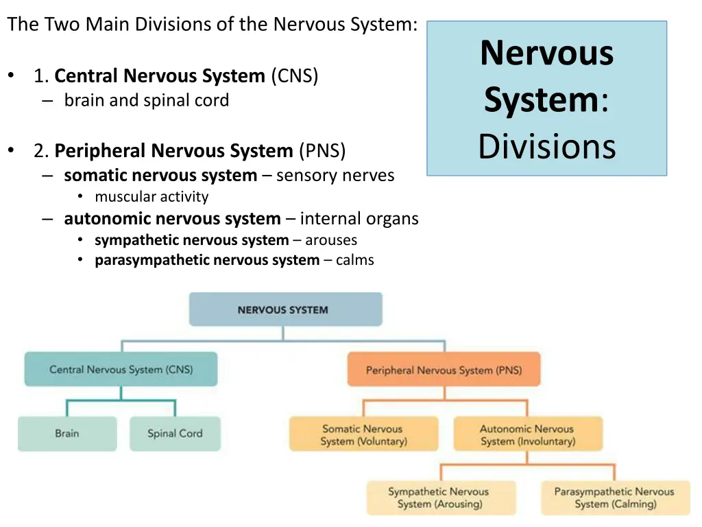 the two main divisions of the nervous system