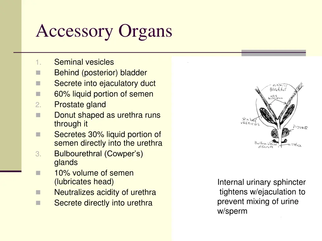 accessory organs