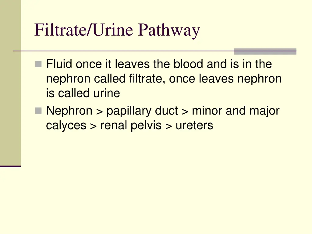 filtrate urine pathway