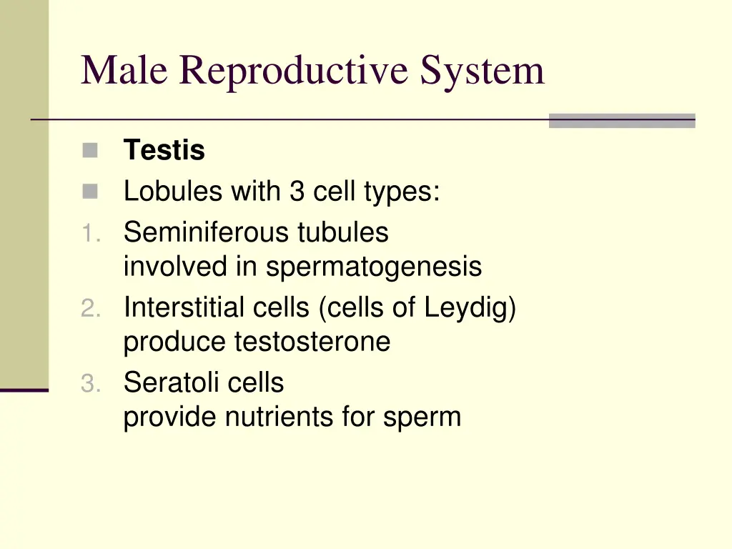 male reproductive system 1